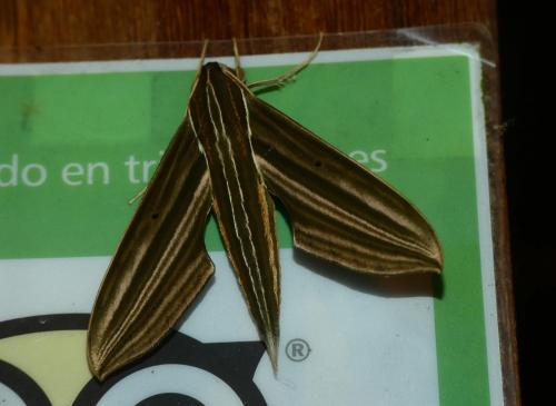 Xylophanes titana
